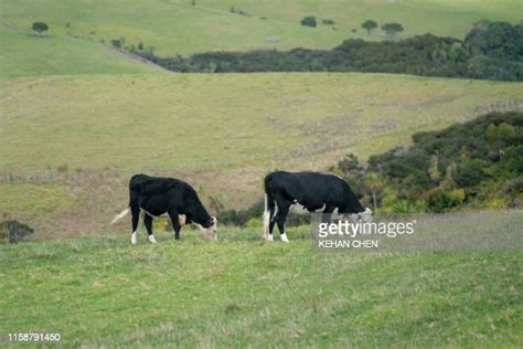Dairy Cows New Zealand Photos And Premium High Res Pictures Getty Images
