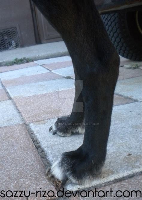stock dog paws   sazzy riza  deviantart