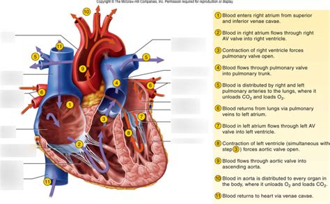 path  blood   heart  diagram quizlet