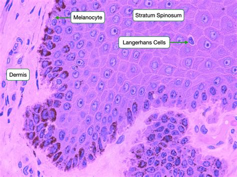 Histology Of Skin Lab