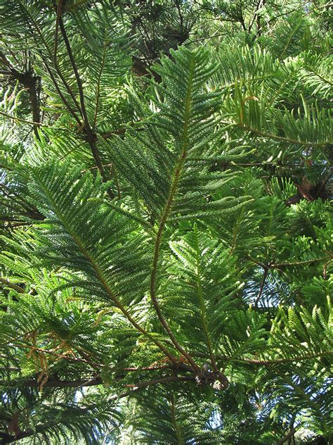 Araucaria heterophylla - Изображение особи - Плантариум