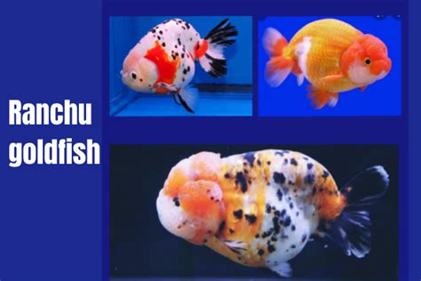 Ranchu Goldfish Lifespan Food Breeding And Diseases Innovative Posts