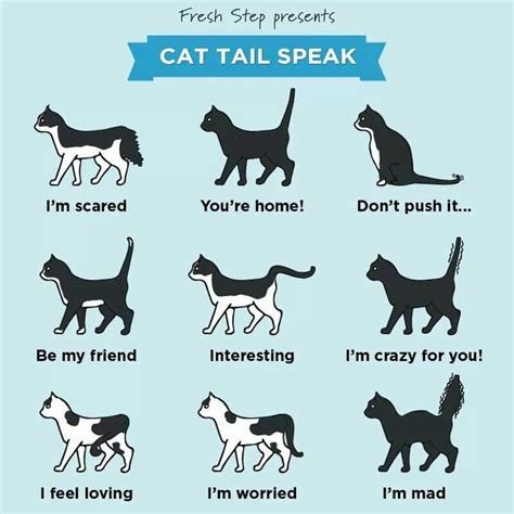 Cat Tail Speak Cute Cats And Dogs Cat Language Cat Tail