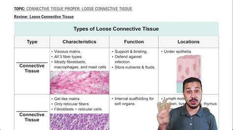 Connective Tissue Types Examples And Functions 48 Off