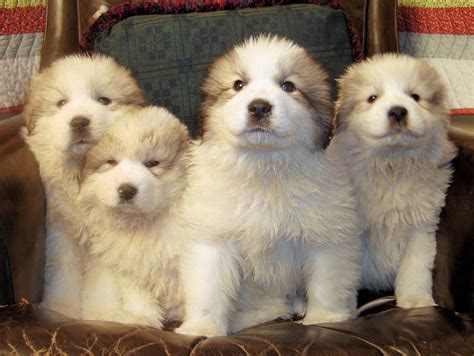 Great Pyrenees Puppies Great Pyrenees Puppy Great Pyrenees Dog Breeds