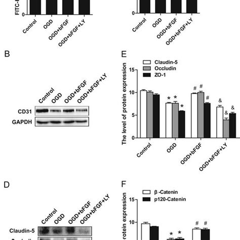 Dual Label Immunofluorescence Staining Results Of Endothelial Cell