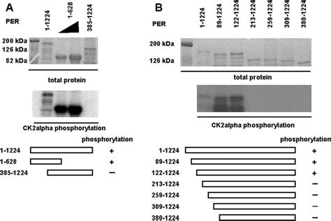 Mapping Ck2 In Vitro Phosphorylation Sites In Period By Deletion