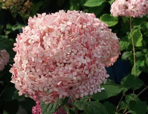 Гортензия древовидная Свит Аннабель (Hydrangea arborescens Sweet ...