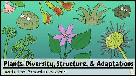 Plant Adaptations Of Plants Biology
