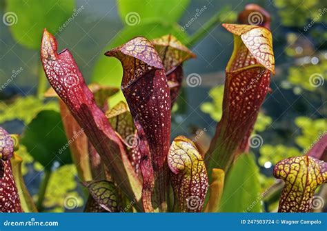 Parrot Pitcher Plant, Sarracenia Psittacina, Carnivorous Plant Stock ...