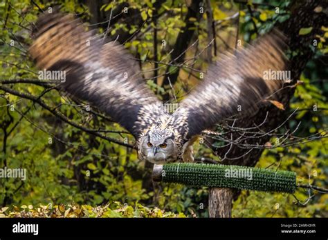 Der Uhu, Bubo bubo ist eine Pflanzenart aus der Gattung der Uhu in ...