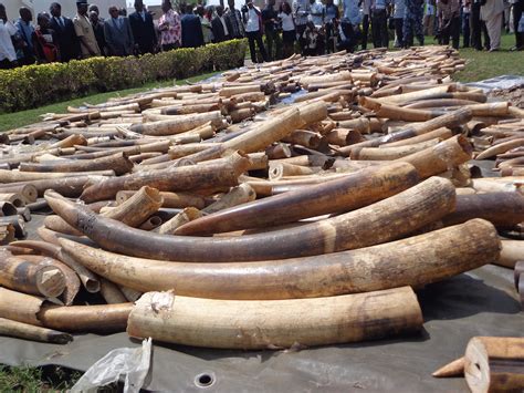 Ivory trade in the US: Items worth $1.5million sold on Craigslist ...