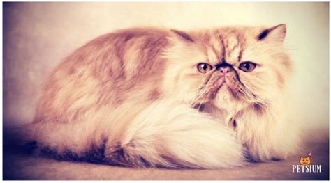 Persian Cat Colors | 7 Persian Coat Color Patterns - Petsium