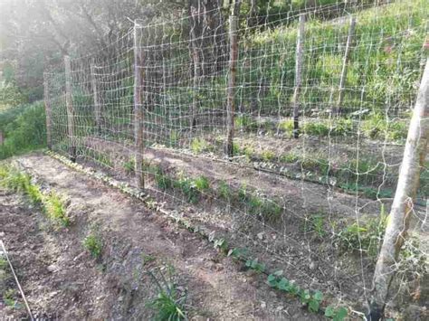 I Lavori Di Maggio Nell Orto Coltivazione Biologica