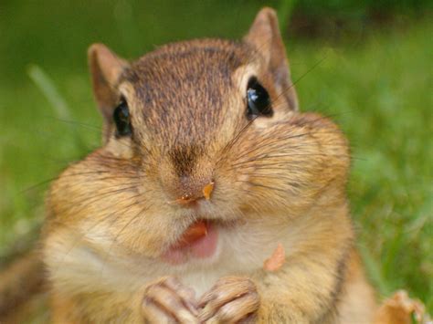 Веселые бурундуки (58 фото)