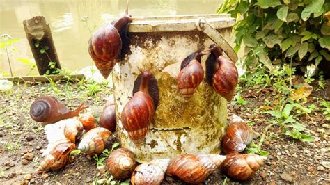 SERU MENANGKAP KEONG BEKICOT SNAIL CANGKANG BEKICOT BEKICOT