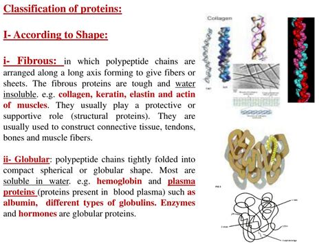 PPT Classification Of Proteins I According To Shape PowerPoint