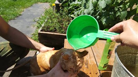 Купание красного кота - YouTube