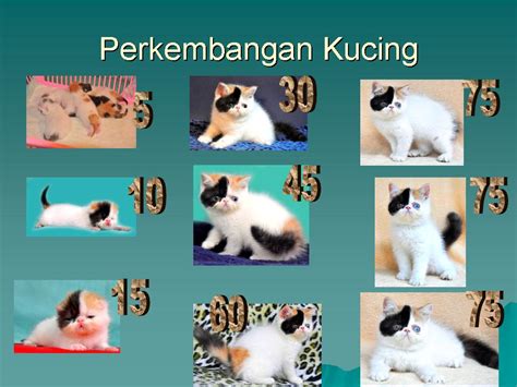 47+ Gambar Bayi Kucing Persia Baru Lahir