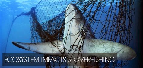 ecopol project portland state university overfishing part