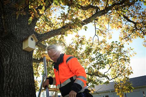 Häckande mesar i Ringhals fågelholkar Vattenfall