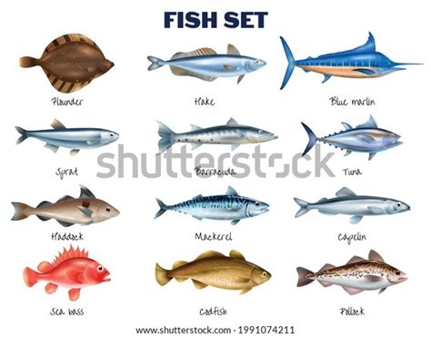 Sea Fish Realistic Set Different Fish Stock Vector Royalty Free