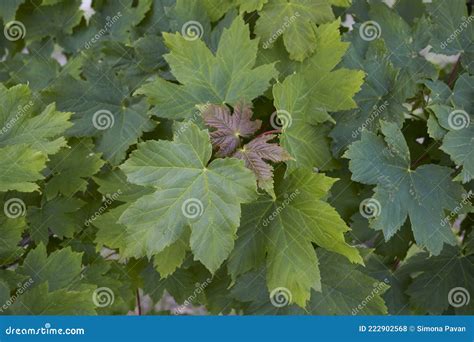 Acer Pseudoplatanus Tree Close Up Stock Photo Image Of Green Outdoor