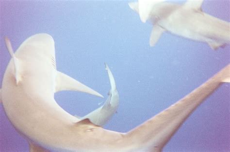 Galapagos Sharks Carcharhinus Galapagensis Off The Coast Of Oahu Hi