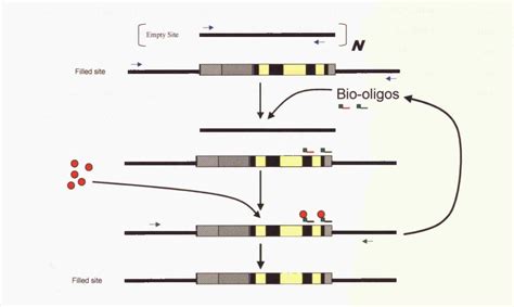 Figure From Directly Accessing De Novo L Retrotransposition In The