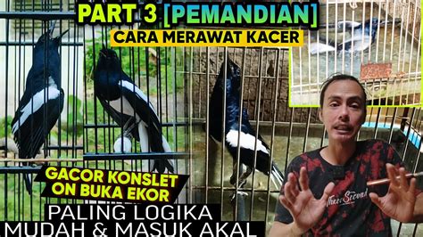 Cara Merawat Kacer Part Logika Pemandian Kacer Jadi Gacor Buka