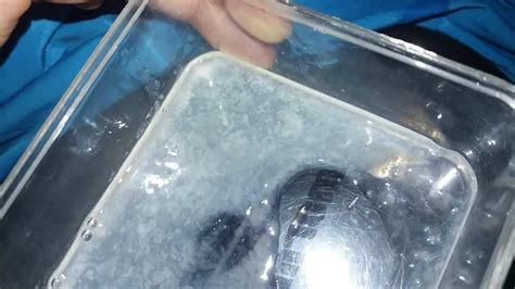 Dias Sem Gozar Gay Amateur Amateur Porn Xhamster