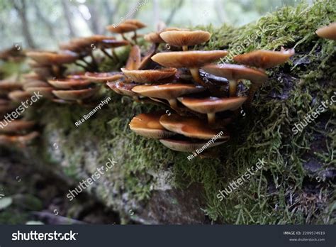 Kuehneromyces Mutabilis Synonym Pholiota Mutabilis Commonly Stock Photo