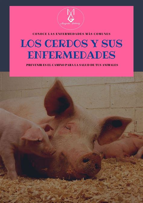 Buy Los cerdos y sus enfermedades Conoce las enfermedades más comunes