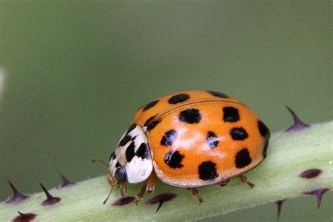 Asian Lady Beetle vs Ladybug - Difference and Comparison | Diffen