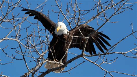 Americas Bald Eagle Population Has Quadrupled The New York Times