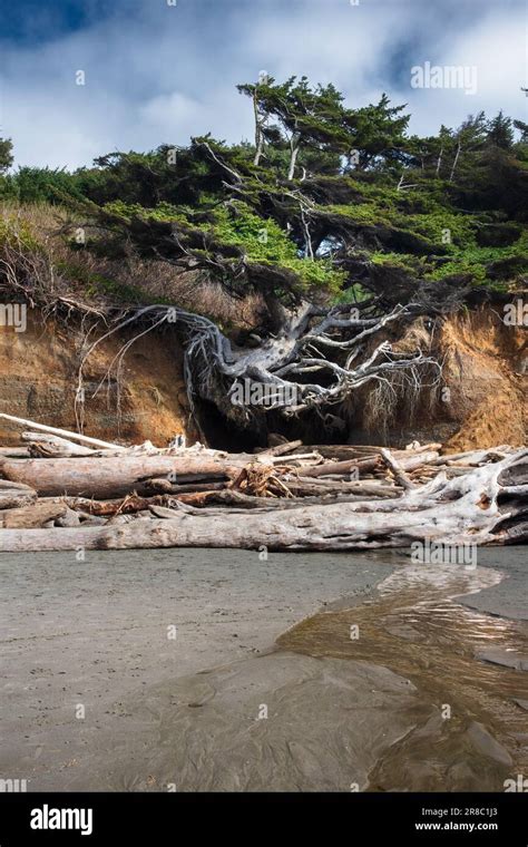 Kalaloch Árbol de la Vida también conocido como la Cueva de la Raíz