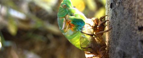 Cigarras Cantam At Explodir Ponto Biologia