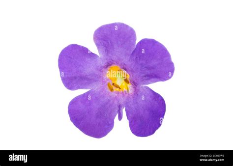 sutera flowers isolated on white background Stock Photo - Alamy