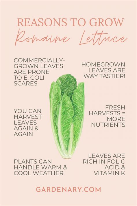 How to Grow Your Own Romaine Lettuce • Gardenary