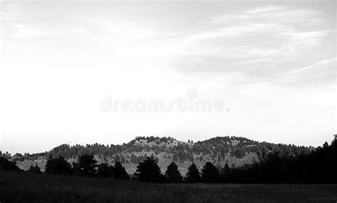 Jagged Pine Trees On The Horizon Stock Photo Image Of Black Park