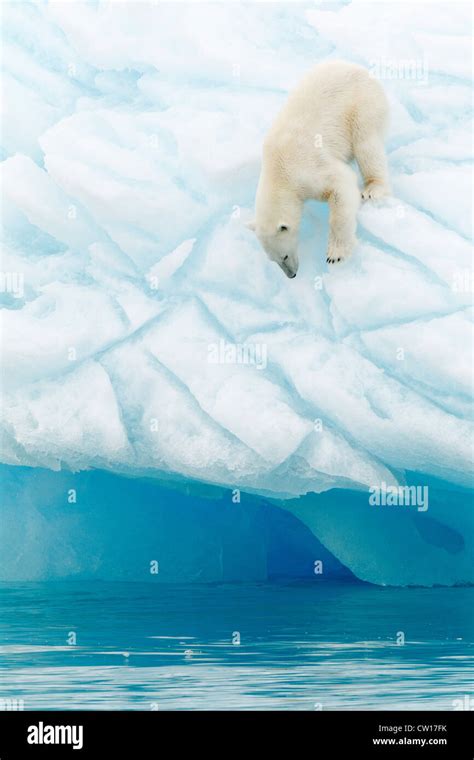 Polar bear in iceberg, Svalbard island, Norway Stock Photo - Alamy