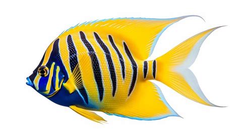 Premium Ai Image White Background Angelfish