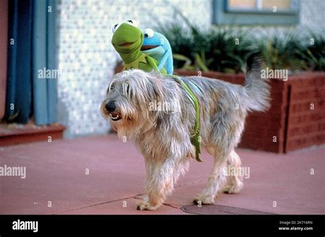 PILGRIM, KERMIT, CROAKER, KERMIT'S SWAMP YEARS, 2002 Stock Photo - Alamy