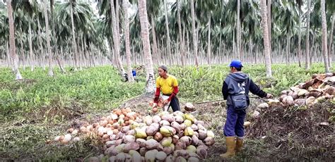 VIDEO. The World’s First Coconut Congress - AgriExpo e-Magazine