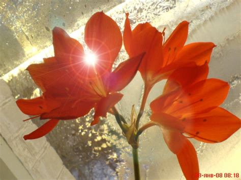 Гипиаструм, Гипиаструм - комнатные растения и цветы