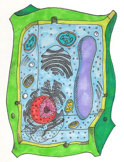 Unlabeled Plant Cell pic 2 : Biological Science Picture Directory