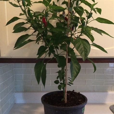 Hot Pepper Grandpas Home Pepper Common Sense Seeds