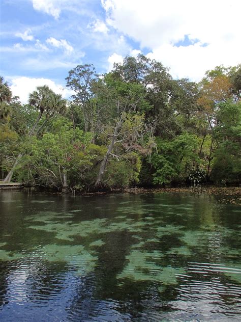 Sweet Escapes: Homosassa Springs