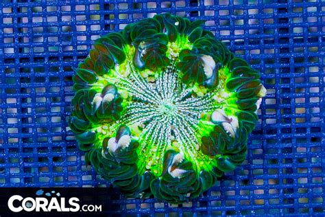 Rock Flower Anemone ULTRA | Corals.com