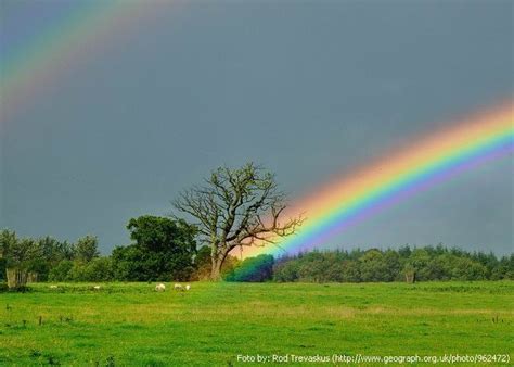 pemenang    rainbow   rain
